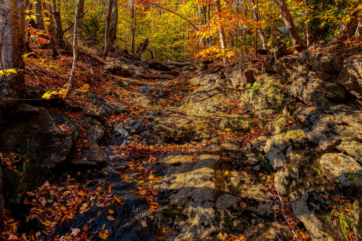Fall Forest Stream