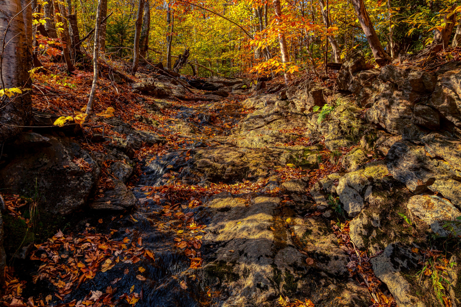 Fall Forest Stream
