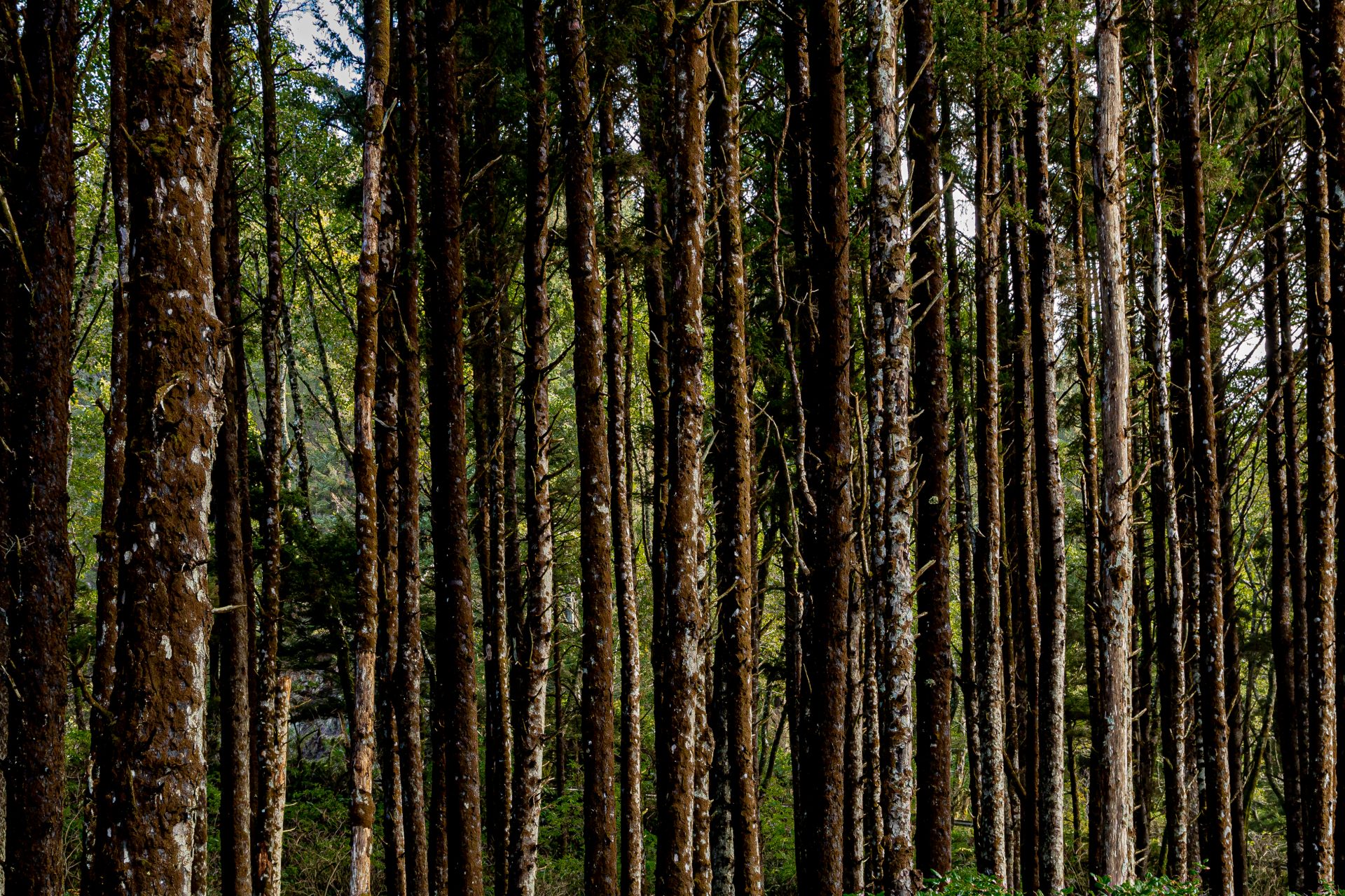 Photo of tall pine trees in forest