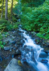 forest, mountain, stream, waterfall, cascade, greenery, oregon