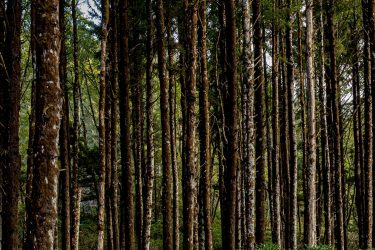 Pines growing straight up on the Oregon Coast Photo of tall pine trees in forest