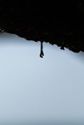 Sap Droplet off a coastal pine water, drop, droplet, macro, close up, tree, sap, nature, forest, abstract