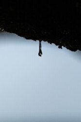 Sap Droplet off a coastal pine water, drop, droplet, macro, close up, tree, sap, nature, forest, abstract